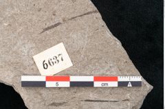 Foto (Detailansicht) von Cystoseira communis Unger (NHMW-GEO-2024-0188-6637)